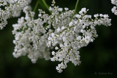 Fagopyrum esculentum